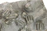 Cluster Of Large Proetid Trilobites - Jorf, Morocco #251435-3